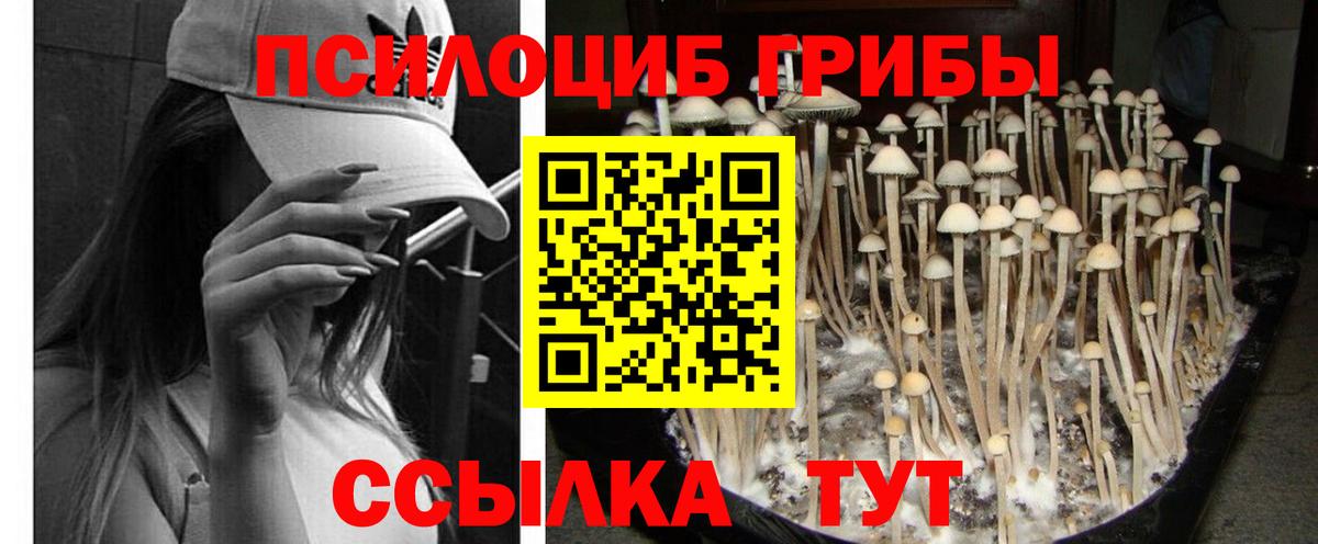 Кострома  Галлюциногенные грибы Cubensis  Вход с VPN 
